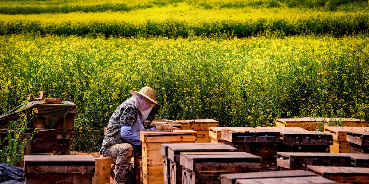 BEEKEEPER definição e significado